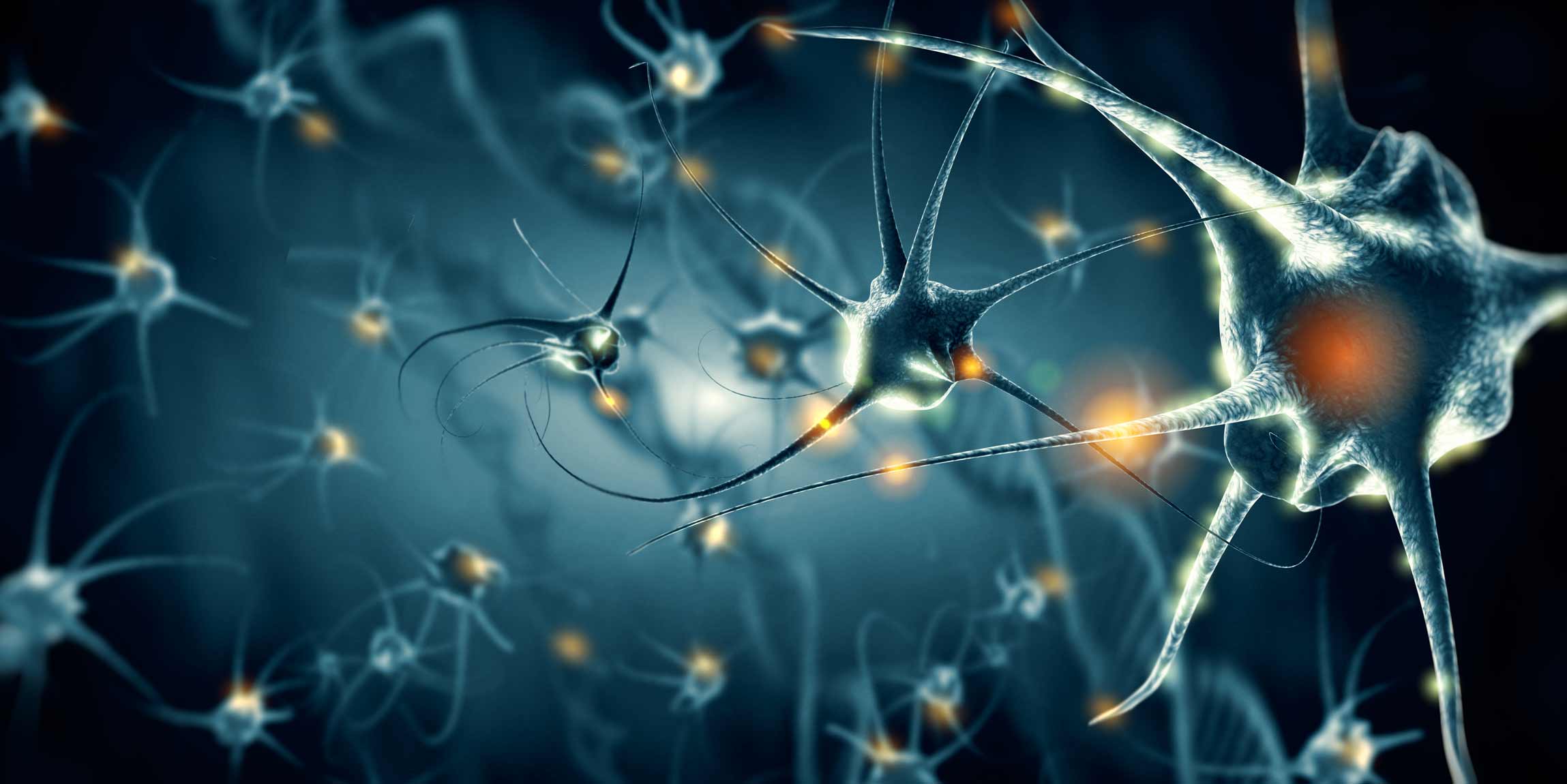 Neurobiología
